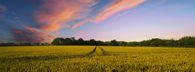 兰科博弈·RankBet(中国)有限公司官网