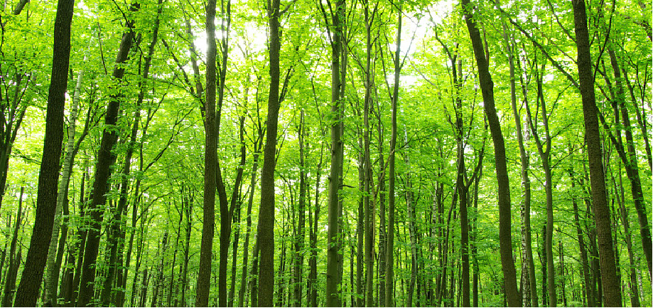 兰科博弈·RankBet(中国)有限公司官网